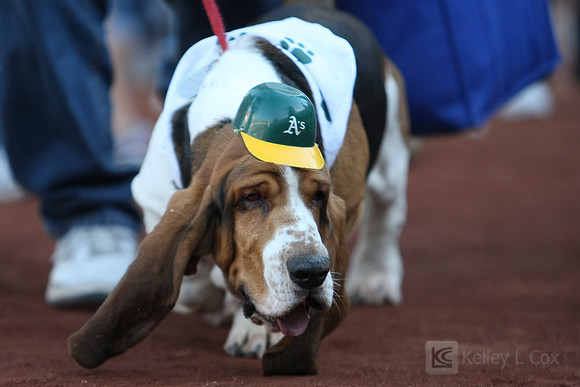 MLB: New York Yankees at Oakland Athletics