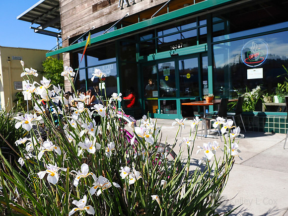 City of El Cerrito: Bike to Wherever Days