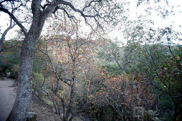 Pinnacles