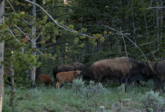 Yellowstone National Park