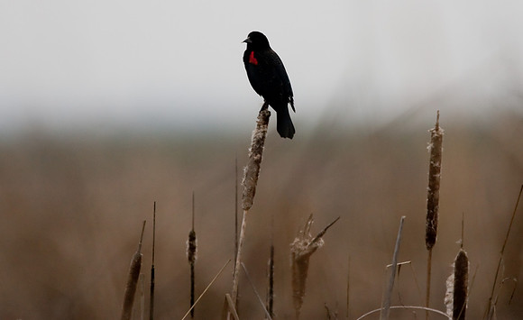 Sacramento National Wildlife Refuge