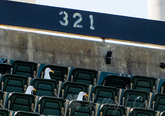 MLB: Seattle Mariners at Oakland Athletics