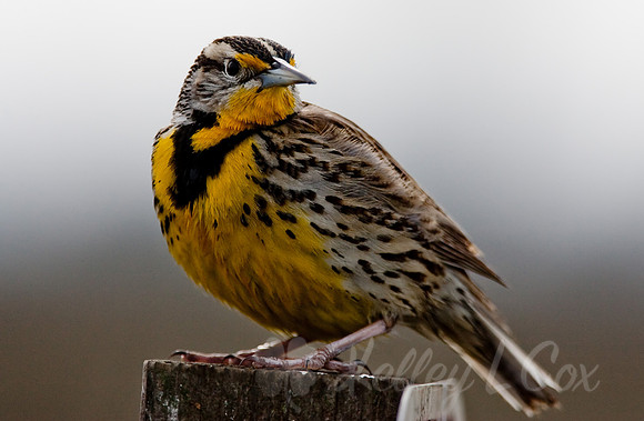 Sacramento National Wildlife Refuge