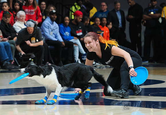 Disc Dogs
