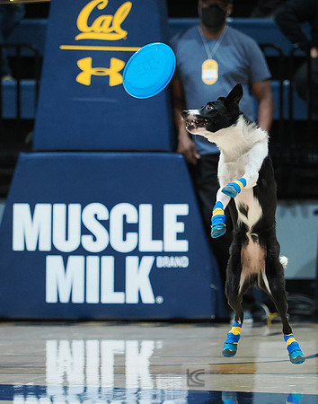 Disc Dogs