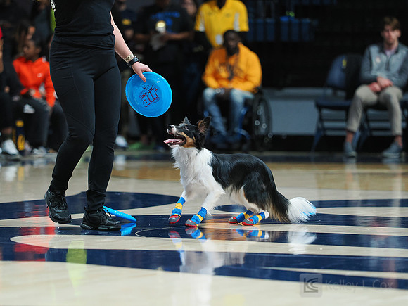 Disc Dogs