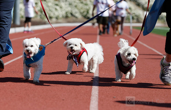Hayward Hills 5K