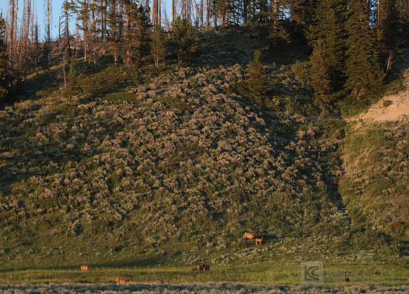Yellowstone National Park