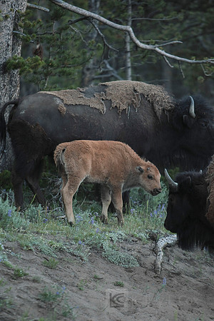 Yellowstone National Park