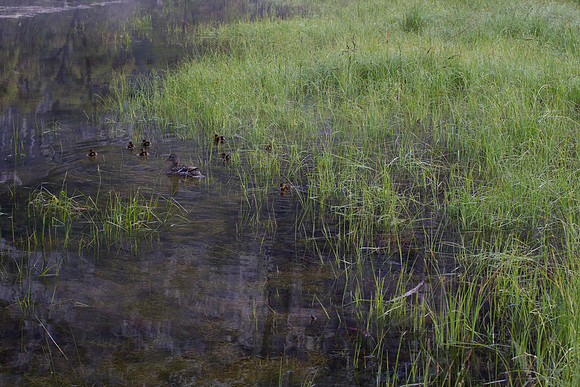 Yosemite 2011
