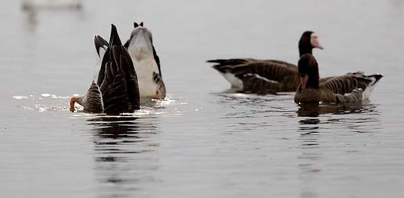 Sacramento National Wildlife Refuge