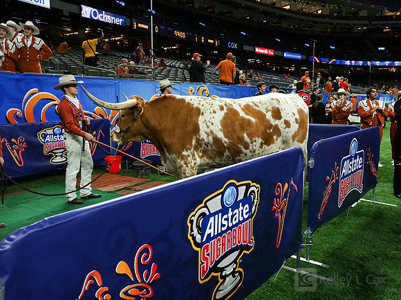 Texas Longhorns Bevo
