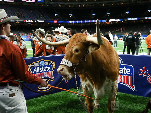 Texas Longhorns Bevo