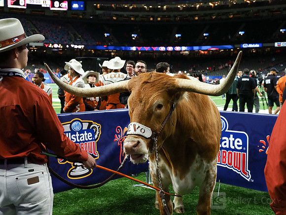 Texas Longhorns Bevo