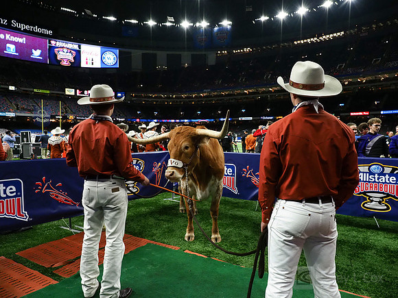 Texas Longhorns Bevo