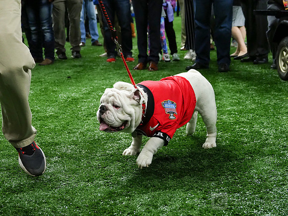 Georgia Bulldogs Uga