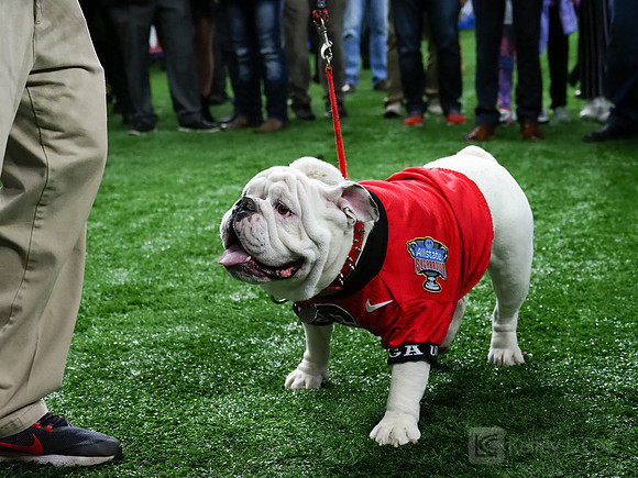Georgia Bulldogs Uga