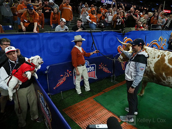 Georgia Bulldogs Uga, Texas Longhorns Bevo
