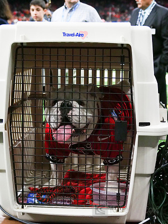 Georgia Bulldogs Uga