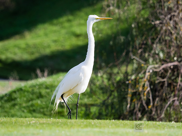 Golf: Tim Tierney Pioneer Shootout