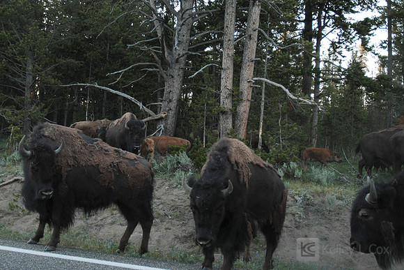 Yellowstone National Park