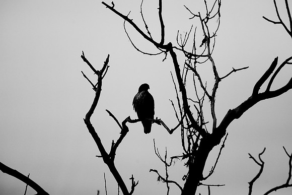 Sacramento National Wildlife Refuge