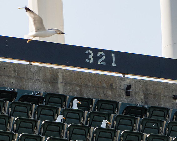 MLB: Seattle Mariners at Oakland Athletics