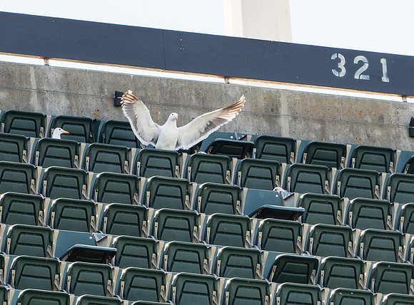 MLB: Seattle Mariners at Oakland Athletics