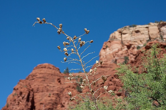 Sedona