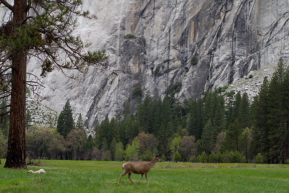 Yosemite 2011