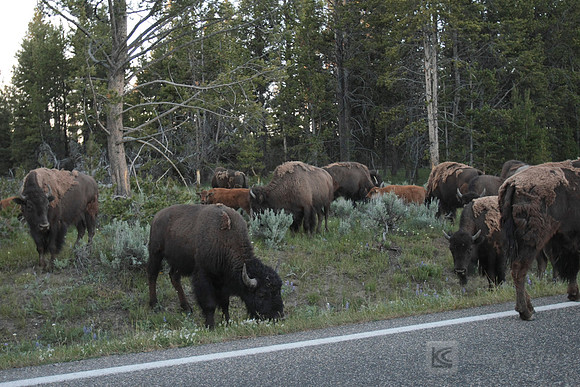 Yellowstone National Park