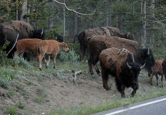 Yellowstone National Park