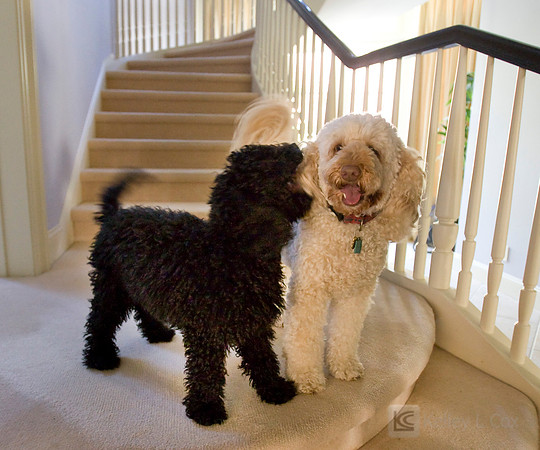Oliver and Friends