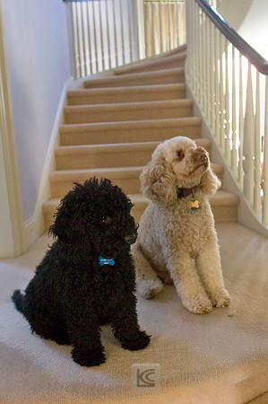 Oliver and Friends