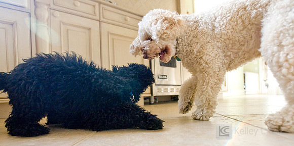 Oliver and Friends