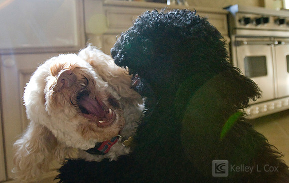 Oliver and Friends