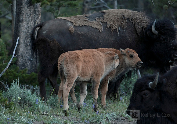 Yellowstone National Park