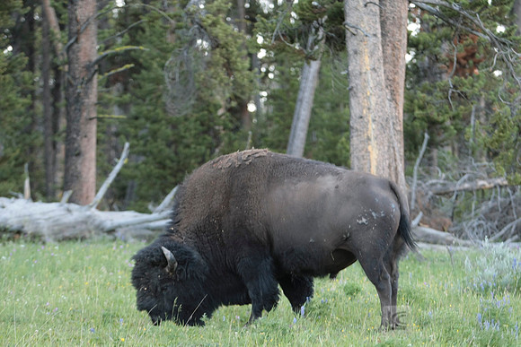 Yellowstone National Park
