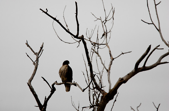 Sacramento National Wildlife Refuge
