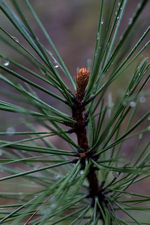 Yosemite 2011