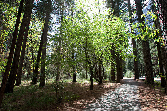 Yosemite 2011
