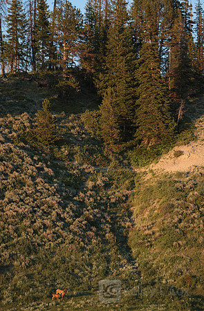 Yellowstone National Park