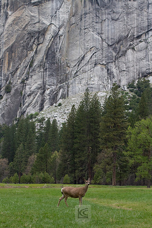 Yosemite 2011