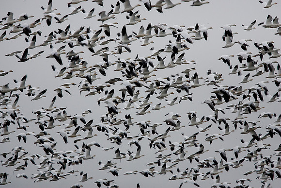 Sacramento National Wildlife Refuge