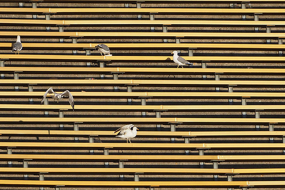 NCAA Football: UC - Davis at California