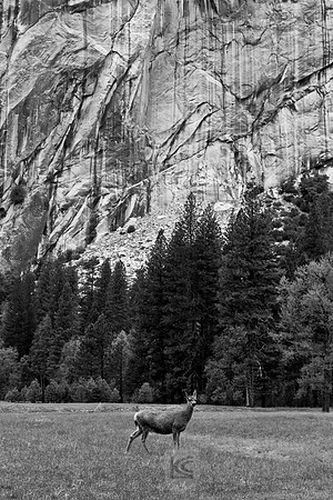 Yosemite 2011