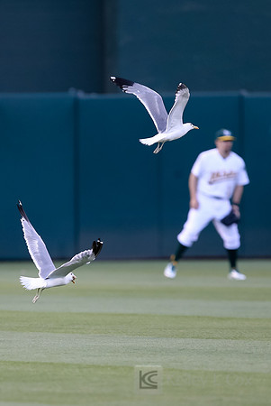 MLB: Seattle Mariners at Oakland Athletics