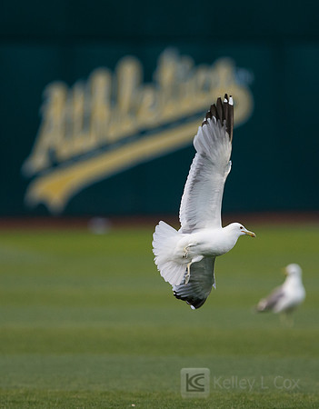 MLB: Minnesota Twins at Oakland Athletics