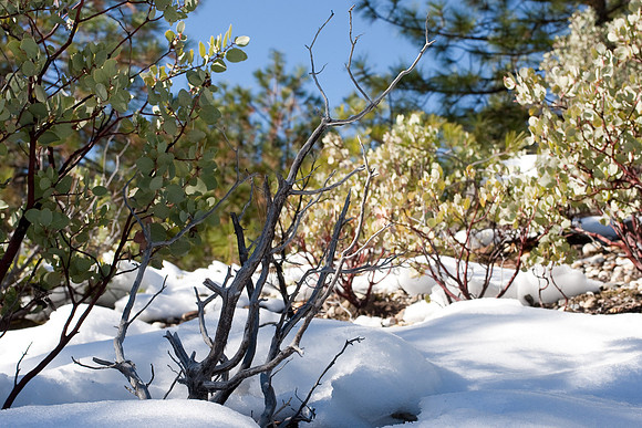 Truckee