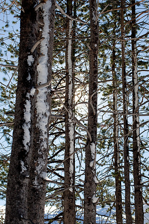 Truckee